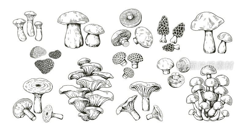 Mushroom sketch. Realistic hand drawn outline edible forest product. Collection of morel, boletus and truffle, porcini or champignon. Raw ingredients for cooking, vector delicacy set